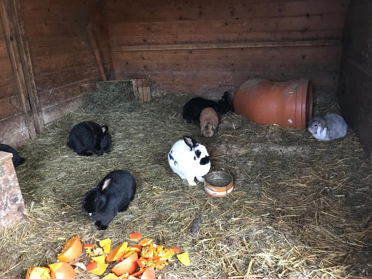 Pony-Ziegen-Hasen-Ranch Bichlbach Apartment Bagian luar foto
