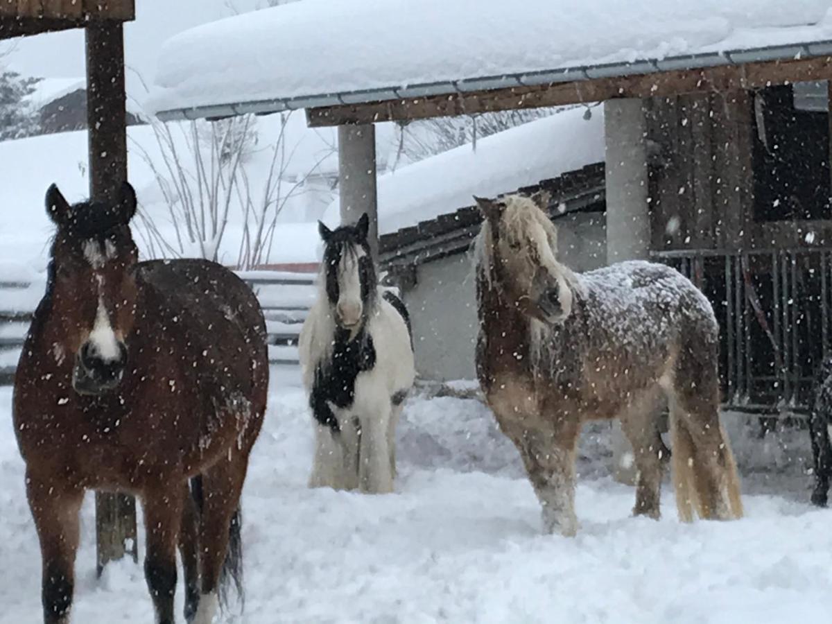 Pony-Ziegen-Hasen-Ranch Bichlbach Apartment Bagian luar foto