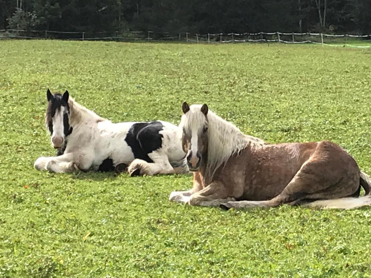 Pony-Ziegen-Hasen-Ranch Bichlbach Apartment Bagian luar foto